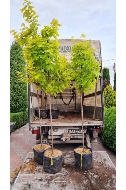 Клён остролистный Принцетон Голд - 45л/вис.280-340см/Ø60-80см/ШТАМБ 150-160см/обхват 8-10см